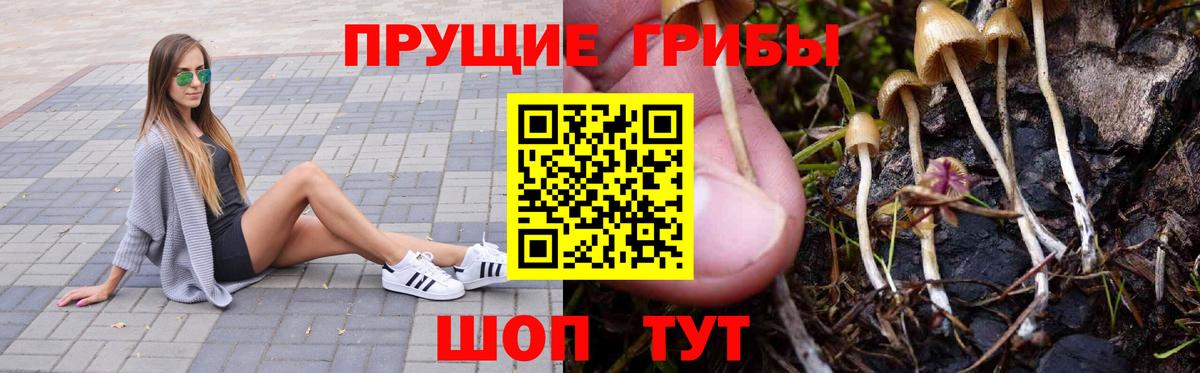 Находка  Псилоцибиновые грибы Psilocybine cubensis  Вход с VPN  Галлюциногенные грибы GOLDEN TEACHER 